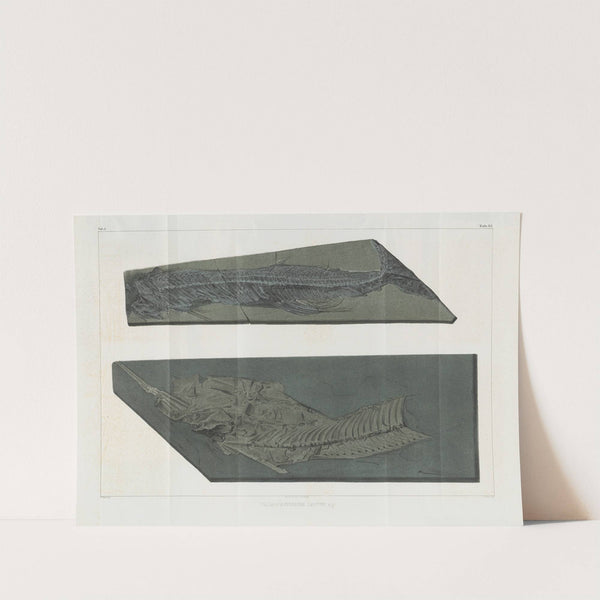 Recherches sur les poissons fossiles Pl.055 by Louis Agassiz