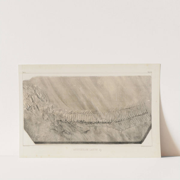 Recherches sur les poissons fossiles Pl.056 by Louis Agassiz