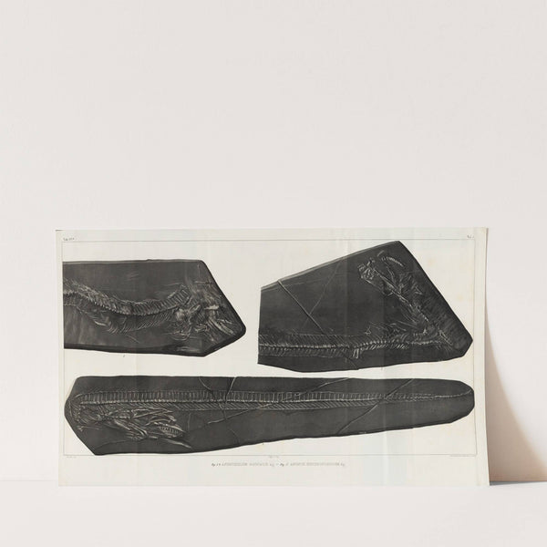 Recherches sur les poissons fossiles Pl.058 (1833-1843) by Louis Agassiz