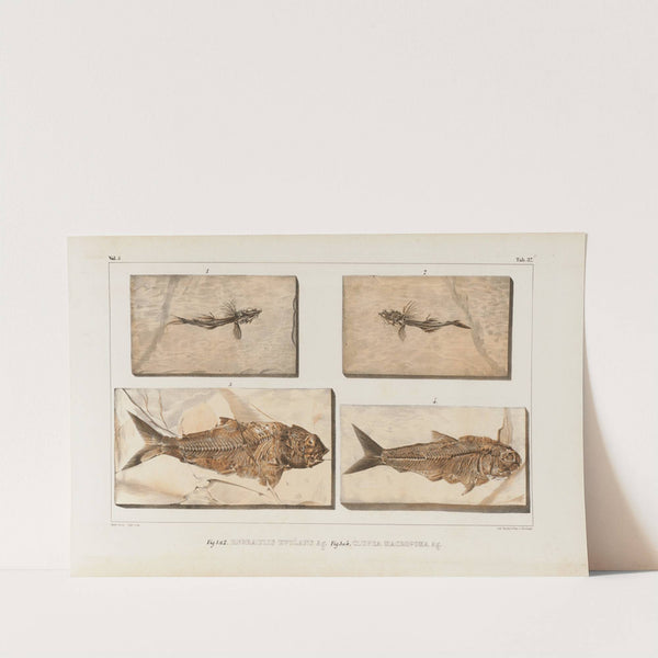 Recherches sur les poissons fossiles Pl.059 by Louis Agassiz