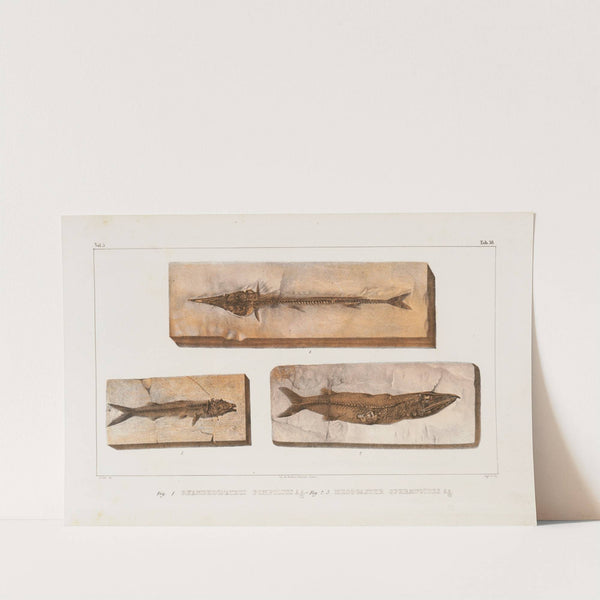 Recherches sur les poissons fossiles Pl.060 by Louis Agassiz