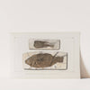 Recherches sur les poissons fossiles Pl.061 by Louis Agassiz