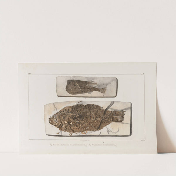 Recherches sur les poissons fossiles Pl.061 by Louis Agassiz