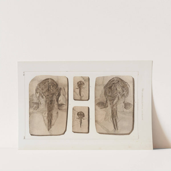 Recherches sur les poissons fossiles Pl.062 by Louis Agassiz