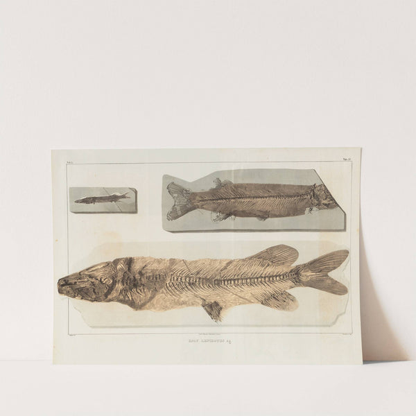 Recherches sur les poissons fossiles Pl.064 by Louis Agassiz