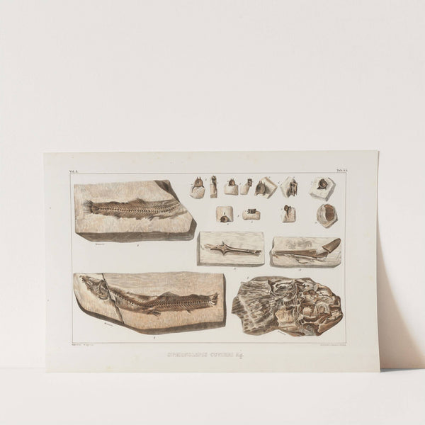 Recherches sur les poissons fossiles Pl.066 by Louis Agassiz