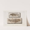 Recherches sur les poissons fossiles Pl.068 by Louis Agassiz