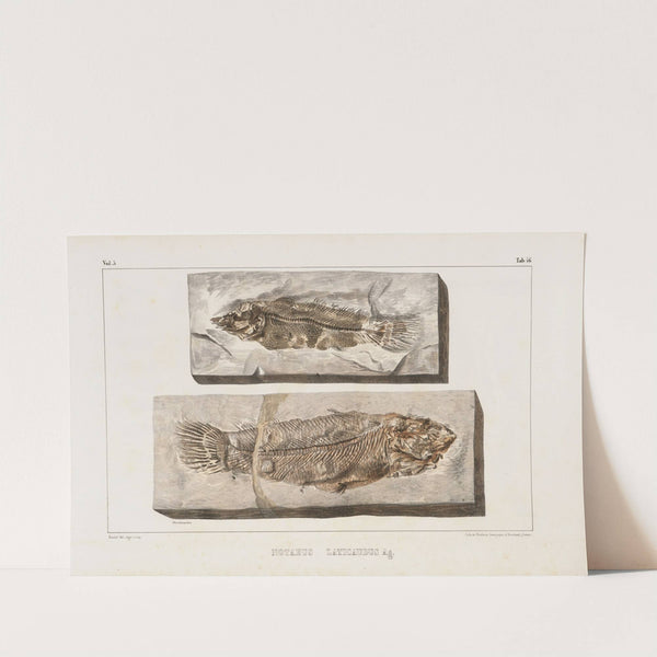 Recherches sur les poissons fossiles Pl.068 by Louis Agassiz