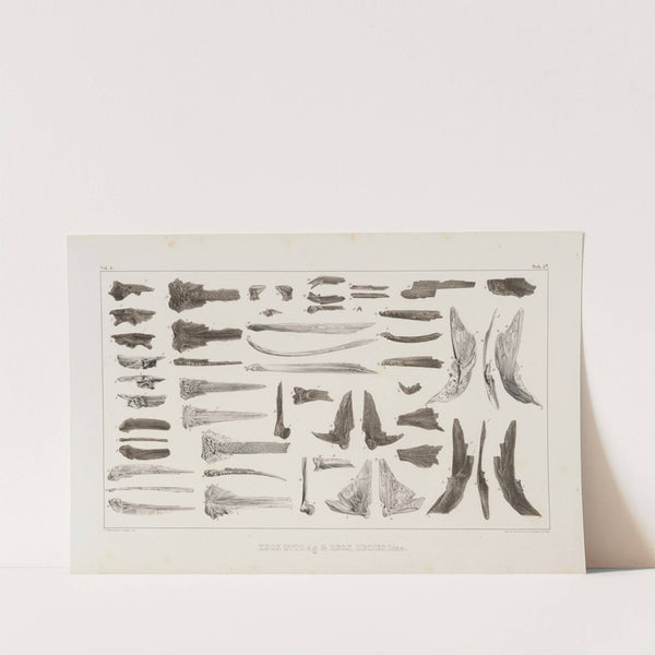 Recherches sur les poissons fossiles Pl.069 by Louis Agassiz