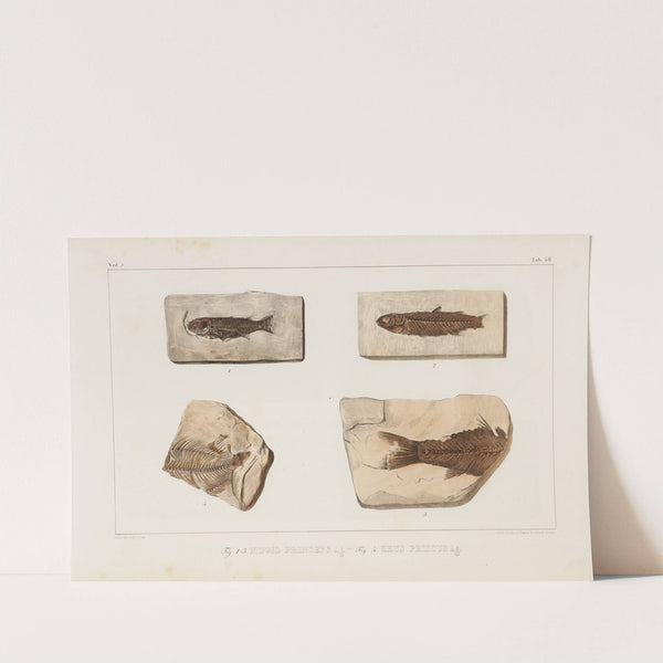 Recherches sur les poissons fossiles Pl.070 by Louis Agassiz