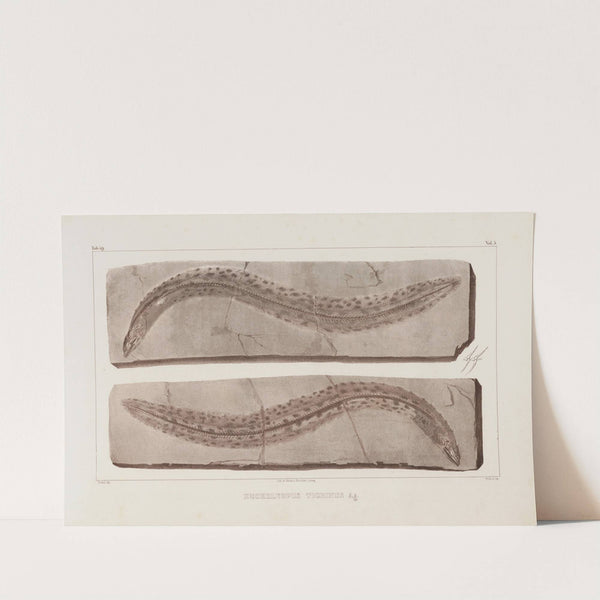 Recherches sur les poissons fossiles Pl.071 by Louis Agassiz