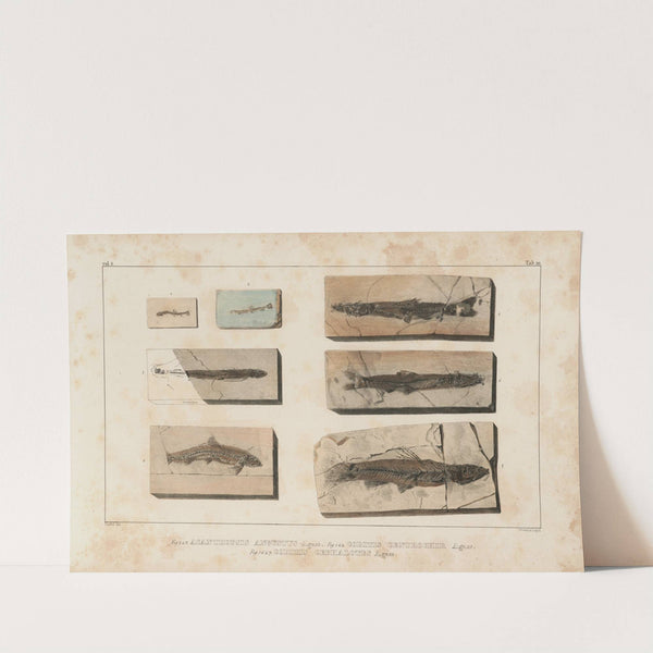 Recherches sur les poissons fossiles Pl.072 by Louis Agassiz