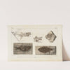 Recherches sur les poissons fossiles Pl.074 by Louis Agassiz