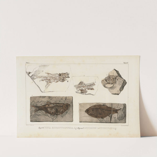 Recherches sur les poissons fossiles Pl.074 by Louis Agassiz