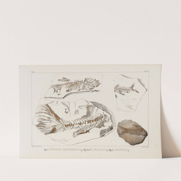 Recherches sur les poissons fossiles Pl.075 by Louis Agassiz