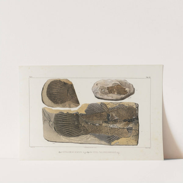 Recherches sur les poissons fossiles Pl.077 by Louis Agassiz