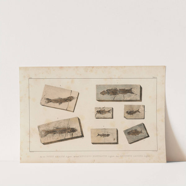 Recherches sur les poissons fossiles Pl.078 by Louis Agassiz