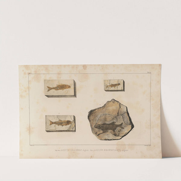 Recherches sur les poissons fossiles Pl.079 by Louis Agassiz