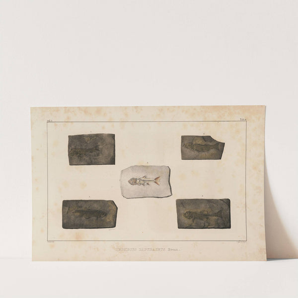 Recherches sur les poissons fossiles Pl.080 by Louis Agassiz