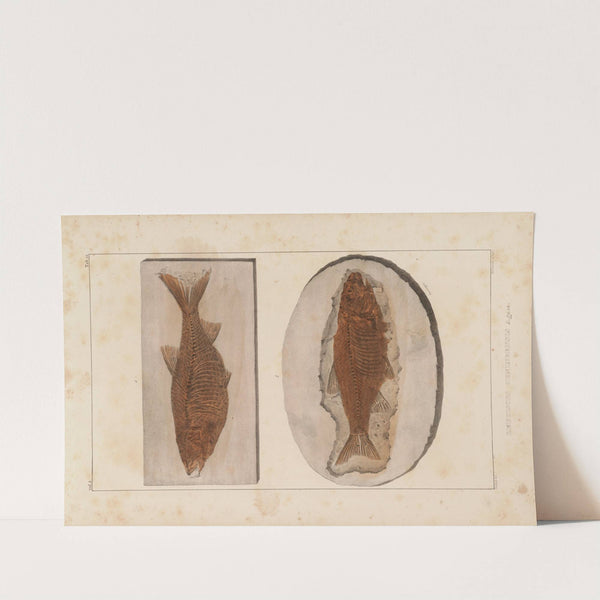 Recherches sur les poissons fossiles Pl.082 by Louis Agassiz