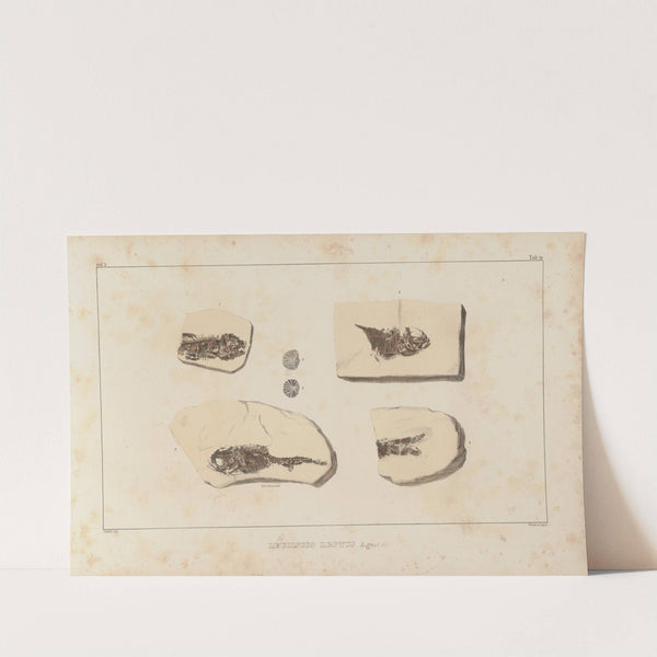 Recherches sur les poissons fossiles Pl.083 by Louis Agassiz