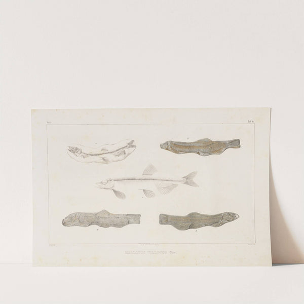 Recherches sur les poissons fossiles Pl.084 by Louis Agassiz