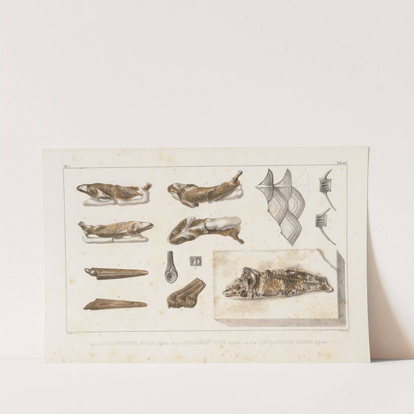 Recherches sur les poissons fossiles Pl.085 by Louis Agassiz