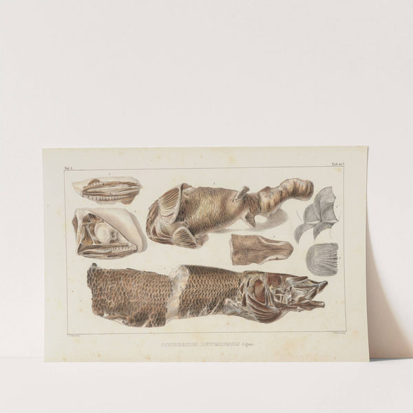 Recherches sur les poissons fossiles Pl.086 by Louis Agassiz