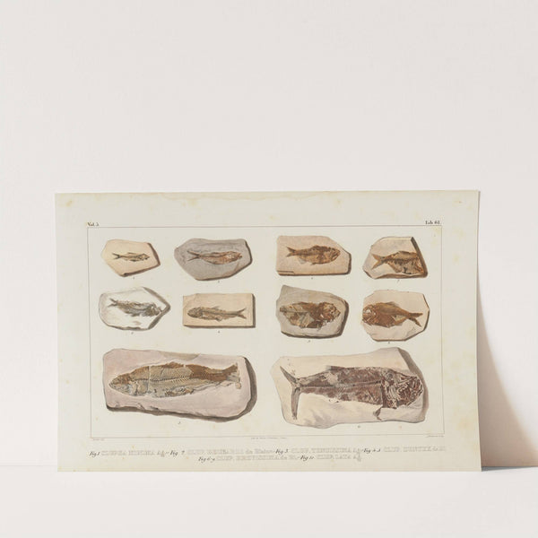 Recherches sur les poissons fossiles Pl.089 by Louis Agassiz