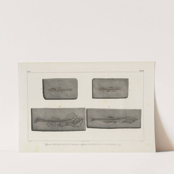 Recherches sur les poissons fossiles Pl.090 by Louis Agassiz