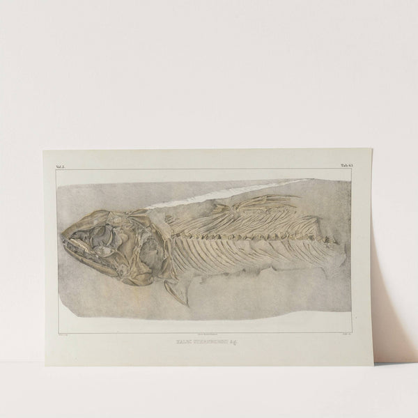 Recherches sur les poissons fossiles Pl.091 by Louis Agassiz