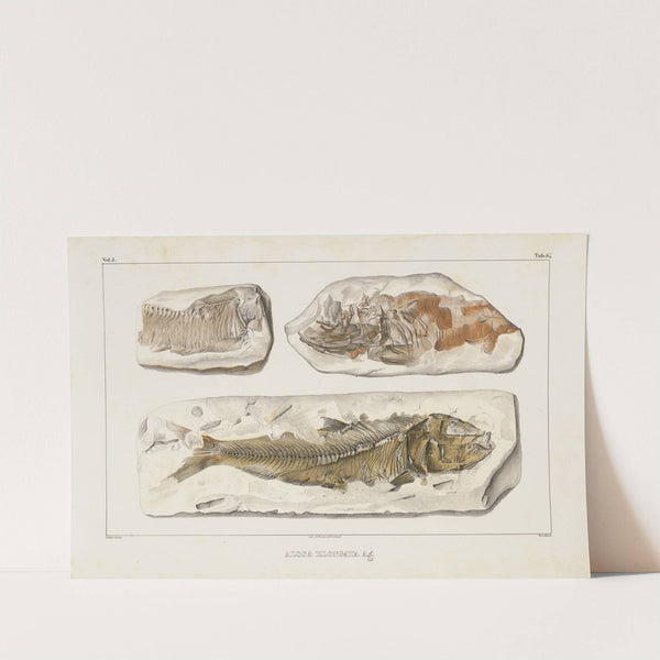 Recherches sur les poissons fossiles Pl.092 by Louis Agassiz