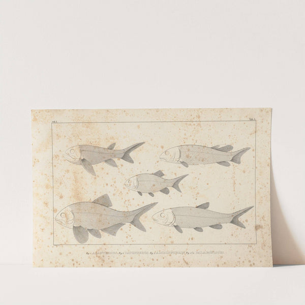 Recherches sur les poissons fossiles Pl.093 by Louis Agassiz