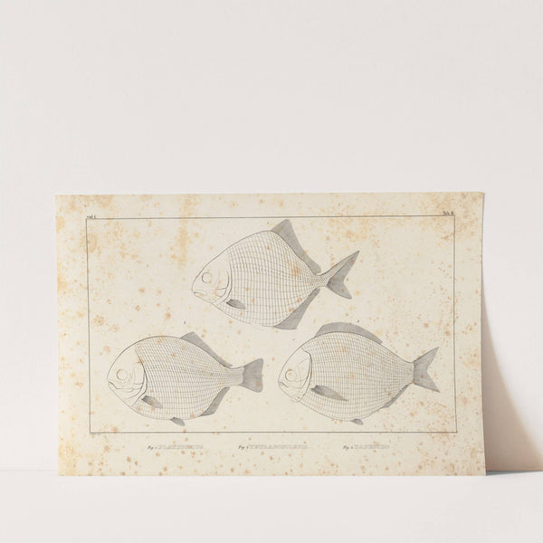 Recherches sur les poissons fossiles Pl.094 by Louis Agassiz