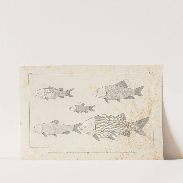 Recherches sur les poissons fossiles Pl.095 by Louis Agassiz