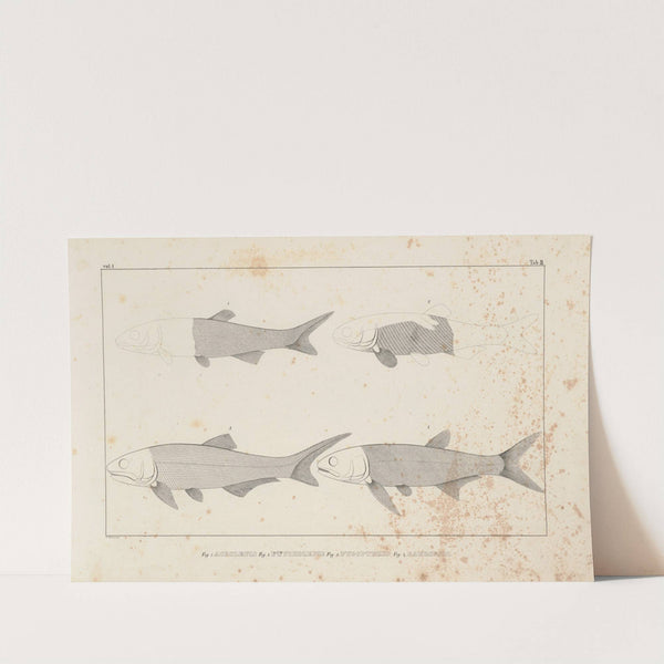 Recherches sur les poissons fossiles Pl.096 by Louis Agassiz