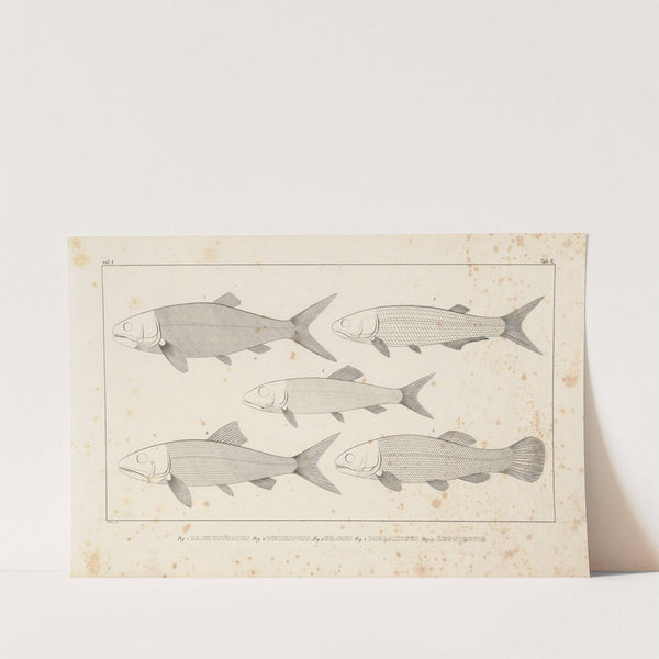 Recherches sur les poissons fossiles Pl.097 by Louis Agassiz