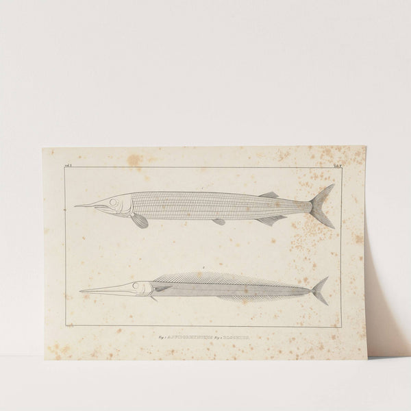 Recherches sur les poissons fossiles Pl.098 by Louis Agassiz