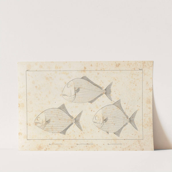 Recherches sur les poissons fossiles Pl.099 by Louis Agassiz