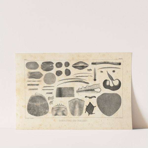 Recherches sur les poissons fossiles Pl.100 by Louis Agassiz