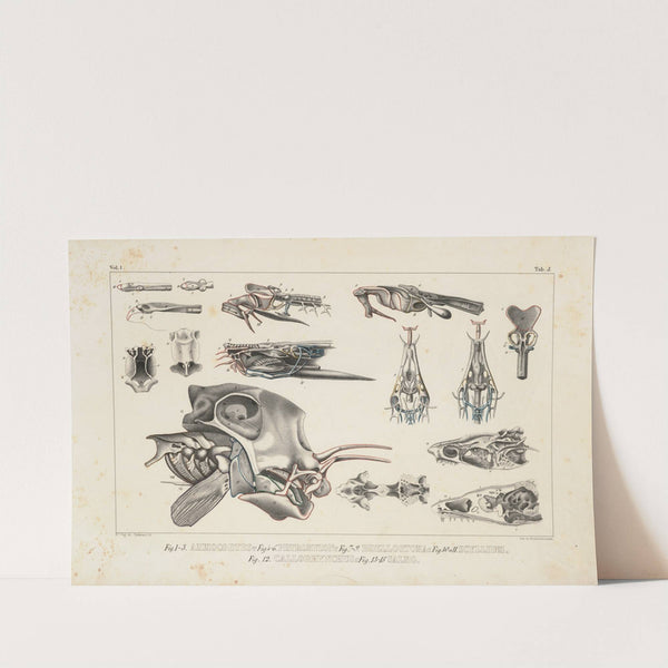 Recherches sur les poissons fossiles Pl.101 by Louis Agassiz