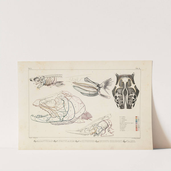 Recherches sur les poissons fossiles Pl.102 by Louis Agassiz