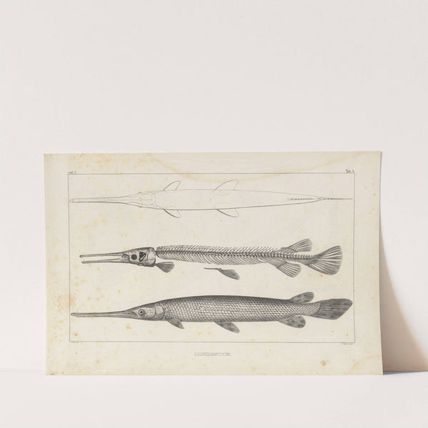 Recherches sur les poissons fossiles Pl.103 by Louis Agassiz