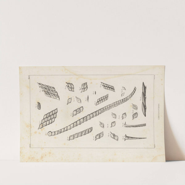 Recherches sur les poissons fossiles Pl.104 by Louis Agassiz