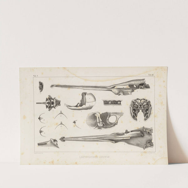 Recherches sur les poissons fossiles Pl.106 by Louis Agassiz