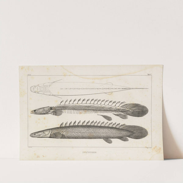 Recherches sur les poissons fossiles Pl.107 by Louis Agassiz