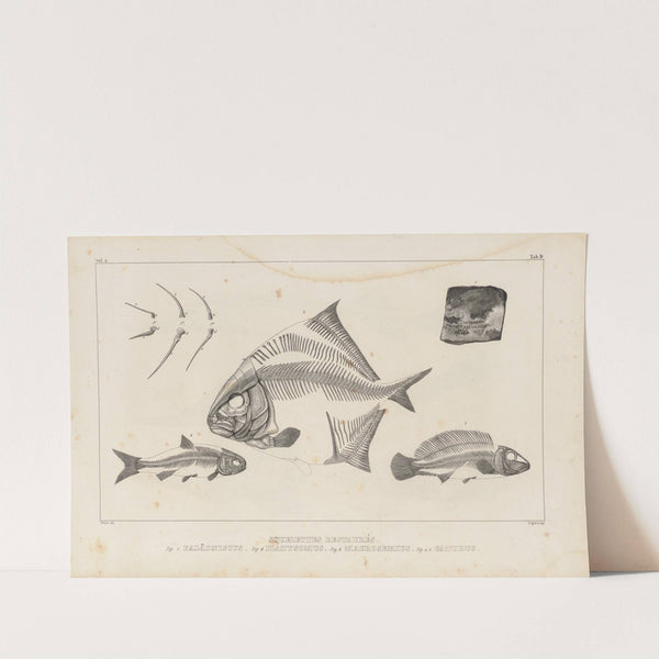 Recherches sur les poissons fossiles Pl.109 by Louis Agassiz