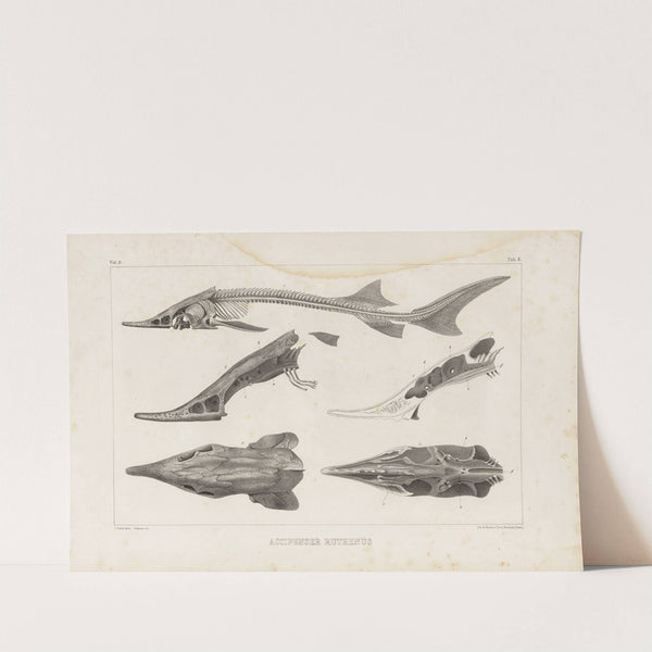 Recherches sur les poissons fossiles Pl.110 by Louis Agassiz