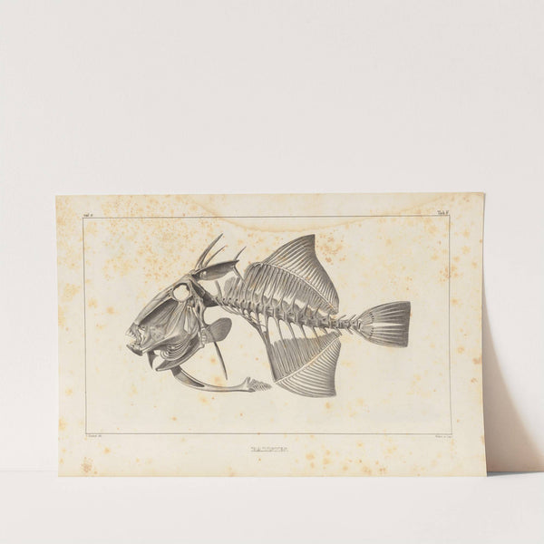 Recherches sur les poissons fossiles Pl.111 by Louis Agassiz