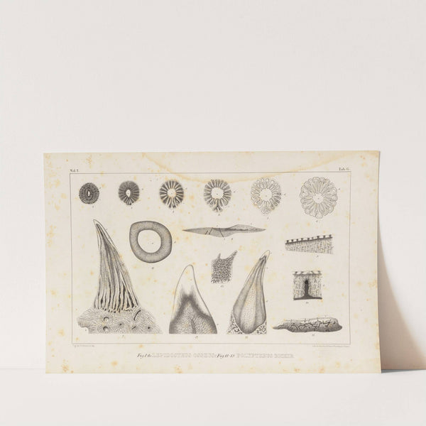 Recherches sur les poissons fossiles Pl.112 by Louis Agassiz